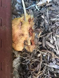 Slime Mold
