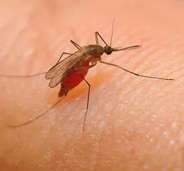 This is Culex quinquefasciatus injesting a blood meal. Maribel Portilla studies Culex mosquitoes. (Photo by Kathy Keatley Garvey)