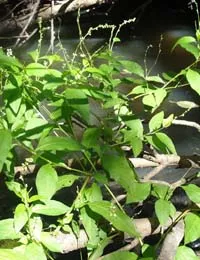 Smartweed