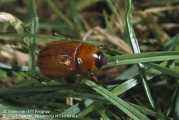 Masked chafer beetle. [J.K.Clark]