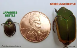 Comparison. [A. Gutierrez]