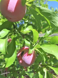 deformed plum