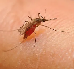 This is the Culex mosquito that UC Davis doctoral candidate Maribel