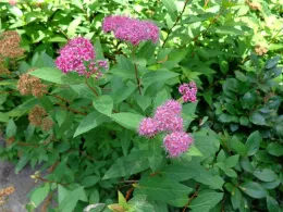Spiraea japonica Anthony Waterer, Wikipedia