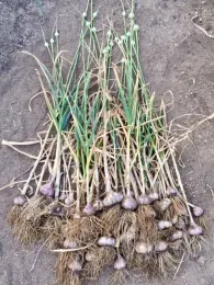 Drying the bulbs