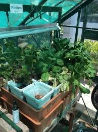 green house lettuce