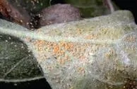 underside leaf w/spider mites