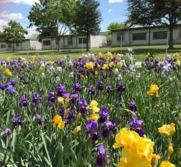 2018 Iris Garden (1)