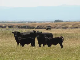  Cow