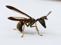 Climaciella brunnea in Cross Plains, Wisconsin. (Image by Ilona Loser, courtesy of Wikipedia)