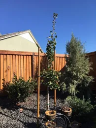 Ginkho Tree