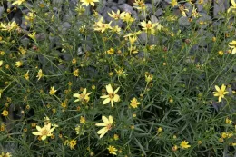 Coreopsis verticillata (Moonbeam)