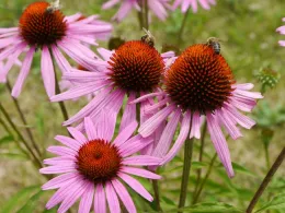 Honeybee on Echinacea (purpurea), Wiki Creative Commons