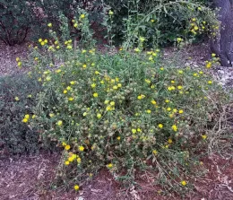 Grindelia camporum (gumweed), J. Alosi