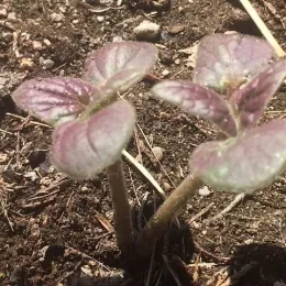 Seedlings