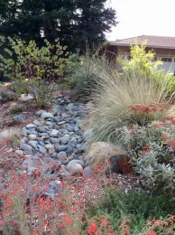 A dry creek rain swale in a suburban garden landscape, Alicia Springer