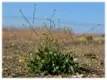 Shortpod mustard
