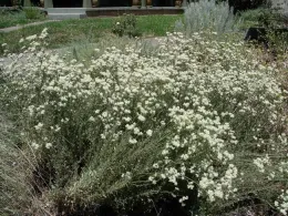 California buckwheat by Cindy Weiner