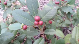 Coffeeberry berries by J. Alosi