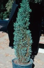 Chamaecyparis plant