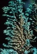 Chamaecyparis branchlet close