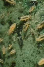 Greenhouse thrips
