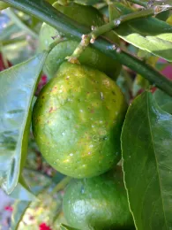 Citrus hard scale
