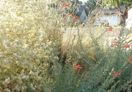 CA fuchsia and CA buckwheat by E. Werner