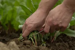 Harvest Gardening