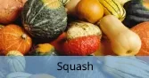 Squash_Final