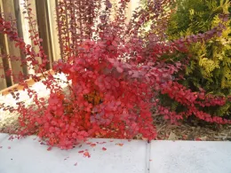 Berberis thunbergii 'Orange Rocket'