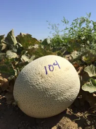 cantaloupe