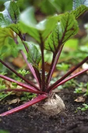 Beet
