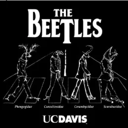 The Beetles