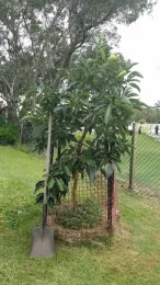 Persea americana