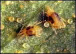 strawberry mites_150_border