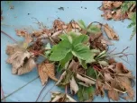 strawberry vert wilt_150_border