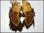 strawberry charcoal rot_150_border