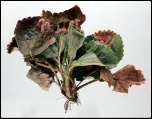 strawberry macrophomina_150_border