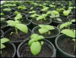 Basil gh production_150_border