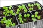 Basil Seedling_150_border