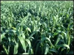 Grains_150_border