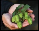 Hops IPM_150_border