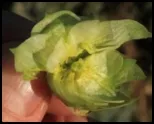 hops 1_150_border