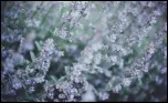 lavender 1_150_border