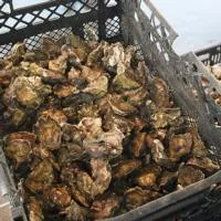 Aquaculture