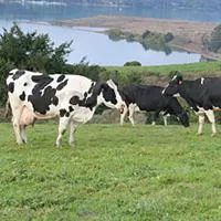 Dairy Products