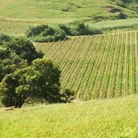 Vineyards