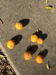 split fruit