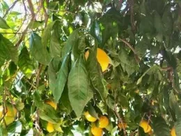 drooping leaves